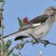 Northern Mockingbird